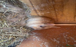 Mixed Breed rabbits for sale: baby rabbits for sale - Image 4
