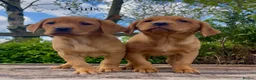 Labrador Retriever dogs for sale: KC Reg Fox Red Labrador Puppies Health Tested in Melton Mowbray - Advert 2