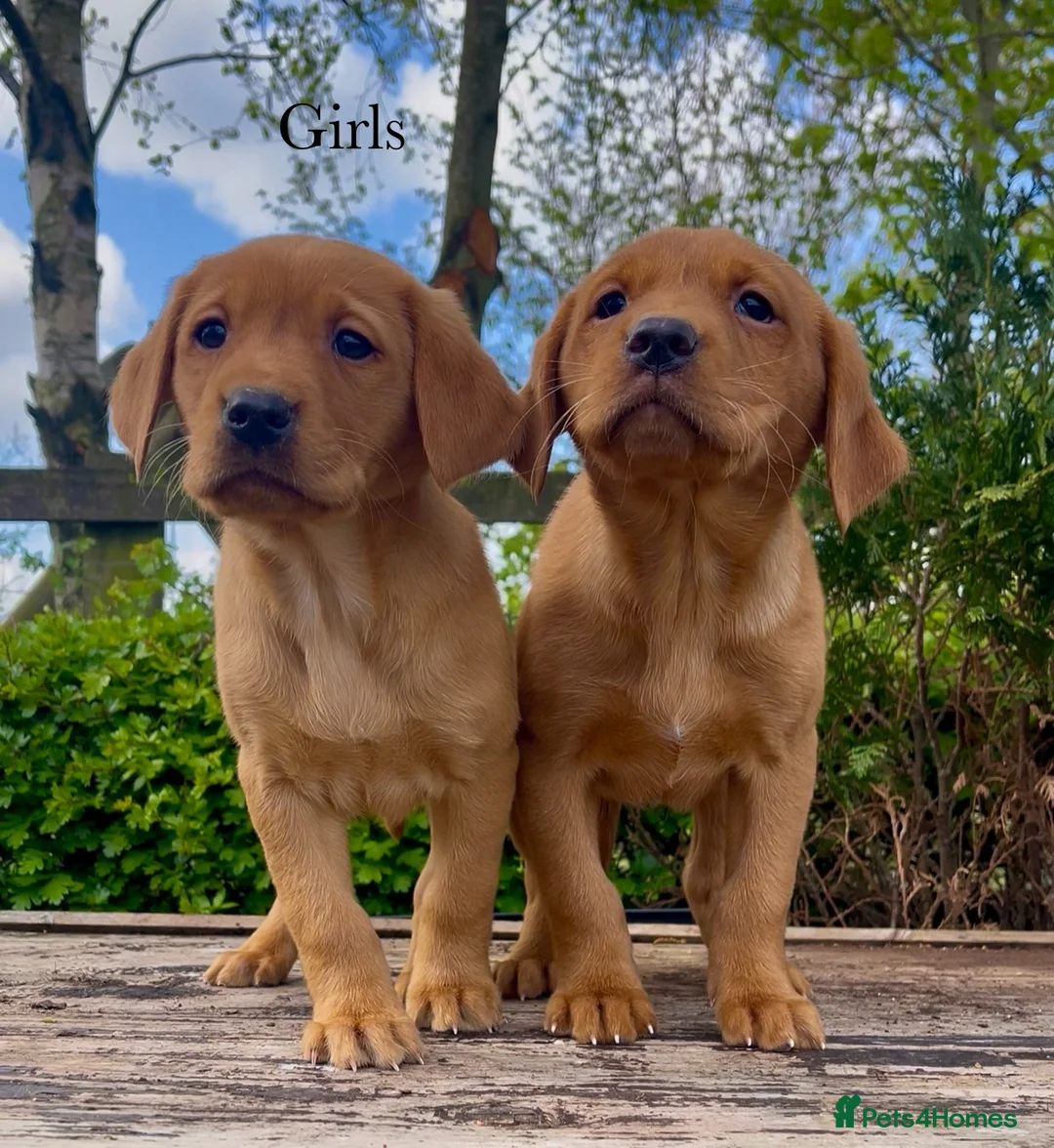 Labrador Retriever dogs for sale: KC Reg Fox Red Labrador Puppies Health Tested in Melton Mowbray - Advert 2