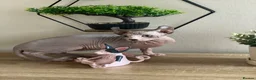 Sphynx cats for sale: Last beautiful sphynx  - Advert 5