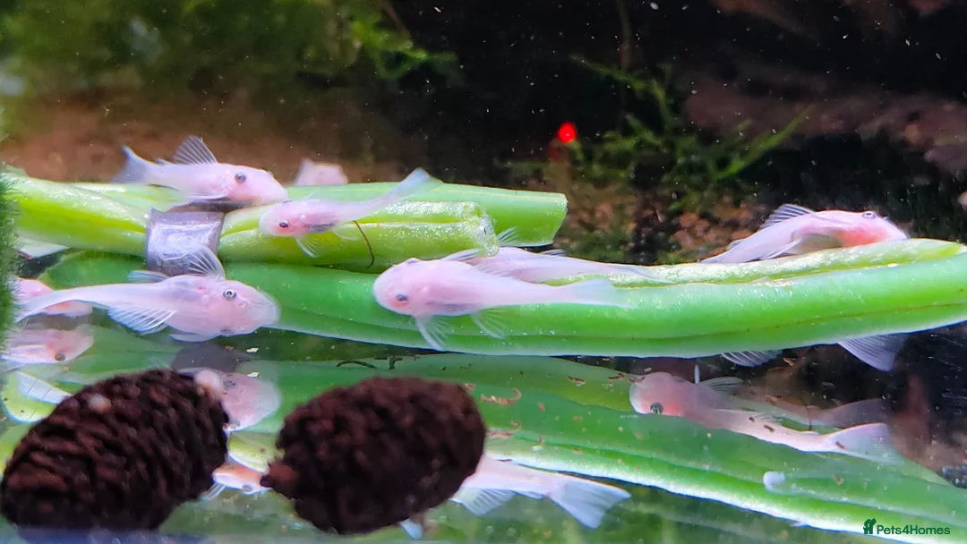 Plecos fish for sale: Snow White Bristlenose Short Fin Plecos - Advert 2