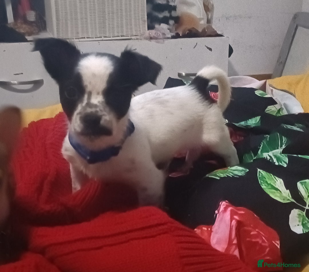 Mixed Breed dogs for sale: Name spud  - Image 1