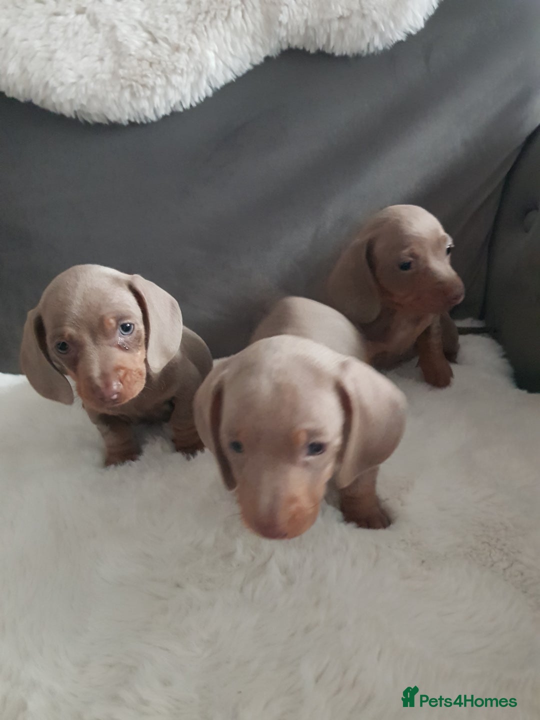 Miniature Dachshund dogs for sale: Miniature dachshund  - Advert 23
