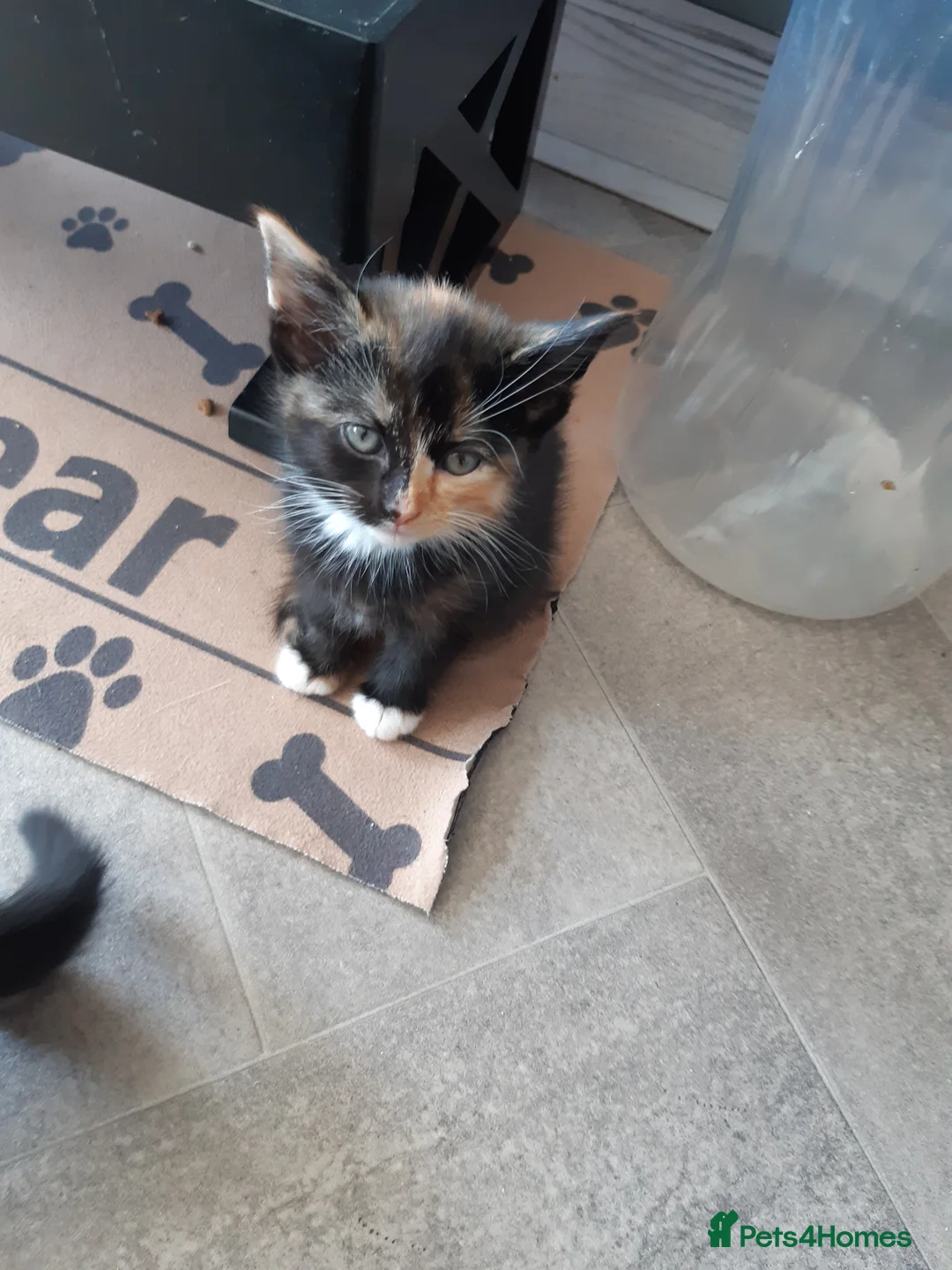 Mixed Breed cats for sale: 5 kittens available from a litter of 6 - Advert 2