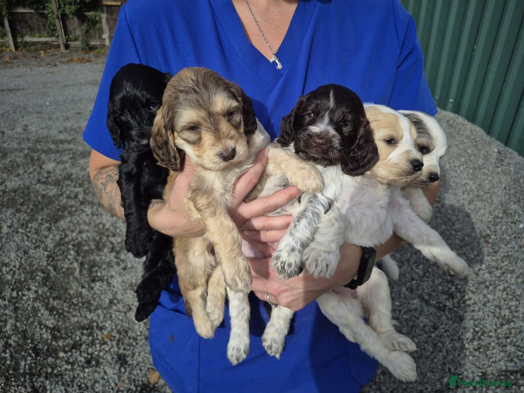 Cockapoo dogs for sale: Cockapoo Puppies  - Image 1