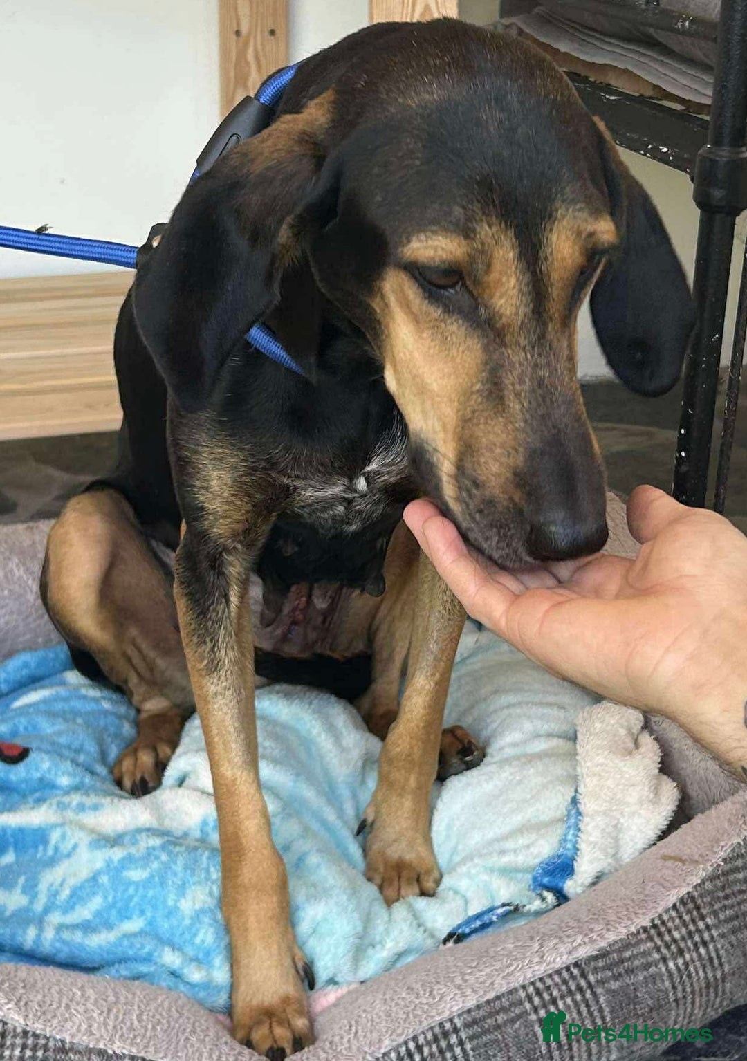 Mixed Breed dogs for adoption: Cinnamon needs a loving home  - Image 27
