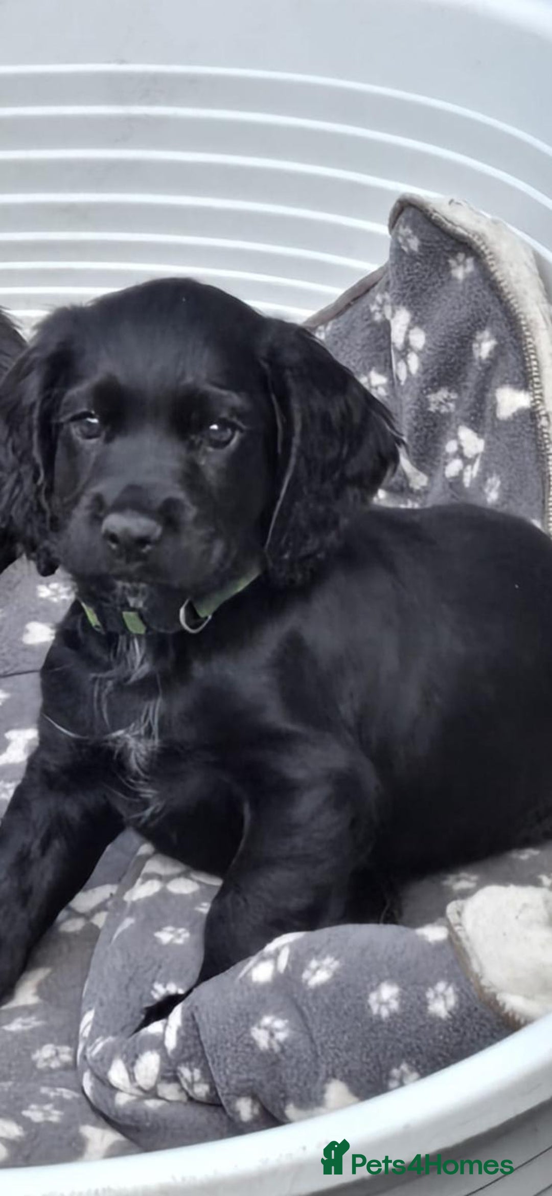 Cocker Spaniel dogs for sale: Mr Mark Hulme in Sandbach - Image 1