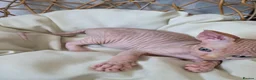 Sphynx cats for sale: Beautiful Canadian Sphynx Kittens Available 💎 - Advert 32
