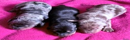 Dachshund dogs for sale: 8 weeks & READY TO LEAVE NOW - dachshund puppy  - Advert 6