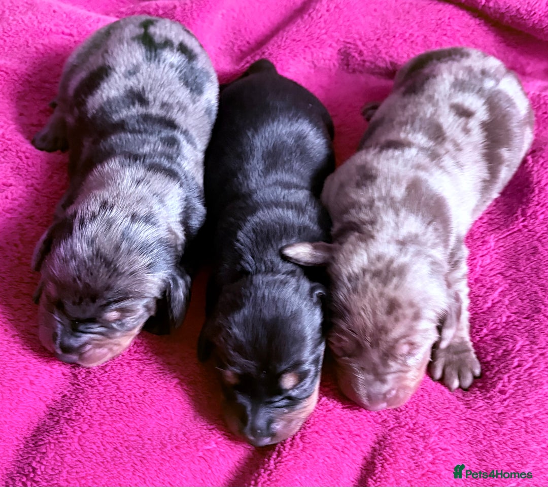 Dachshund dogs for sale: Standard Dachshund Puppies  - Image 1