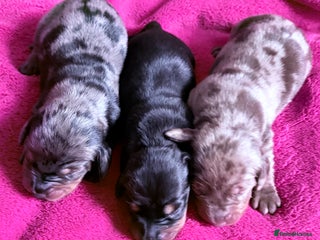 Dachshund dogs - Advert 27