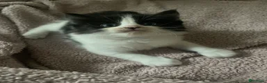 Turkish Van Kitten 5