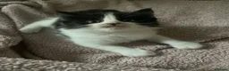Turkish Van cats for sale: 5 gorgeous kittens ready now - Advert 5