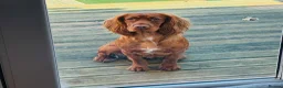 Cocker Spaniel dogs for sale: Working cocker spaniel bitch for sale  - Advert 4