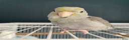 Parrots birds for sale: Pair of Parrotlet's  - Advert 9
