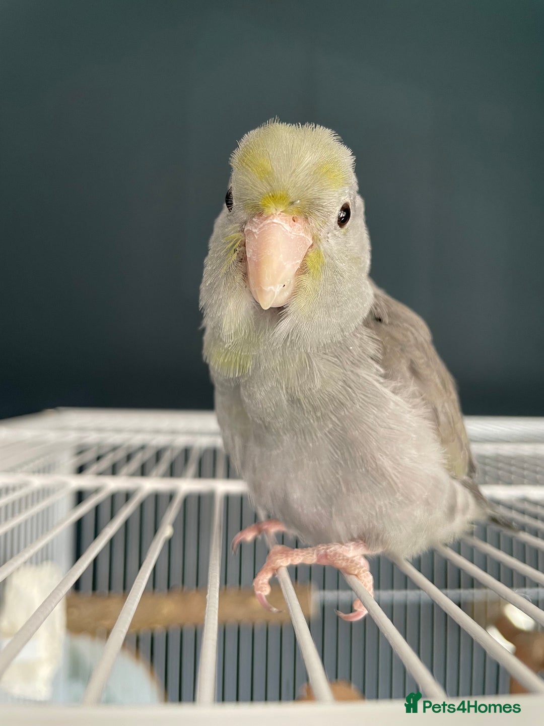 Parrots birds for sale: Pair of Parrotlet's  - Advert 9