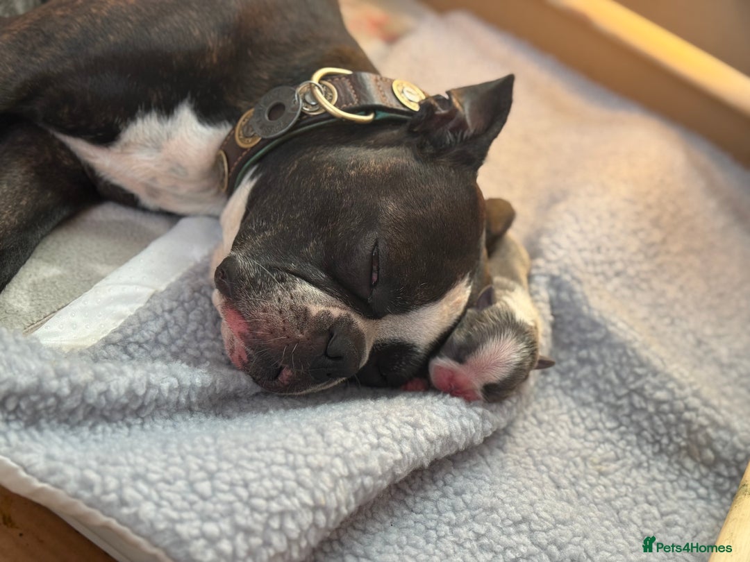 Boston Terrier dogs for sale: Exceptional Blue Boston Terrier Puppies 💙🐾 - Image 6