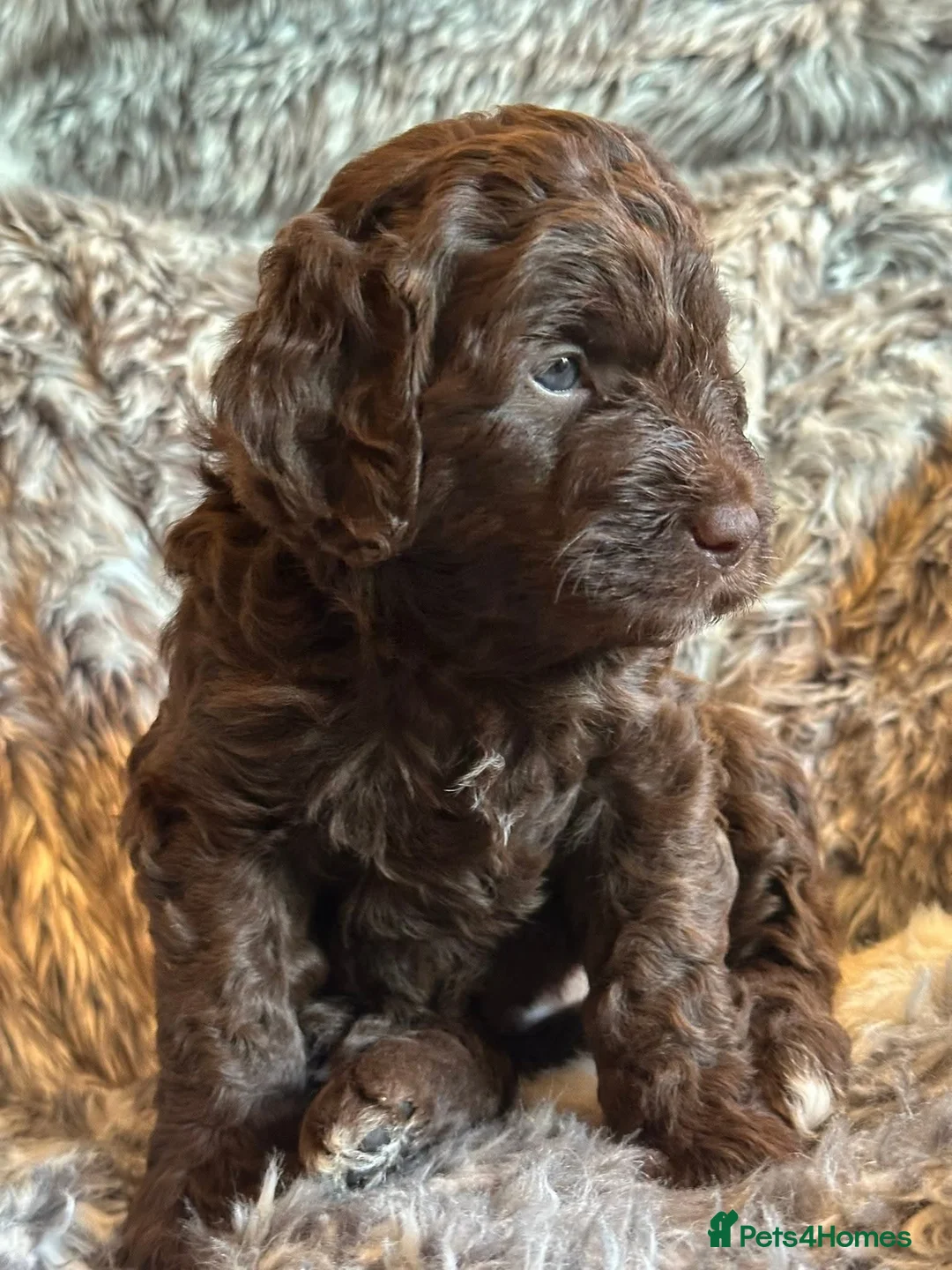 Goldendoodle dogs for stud: Exceptional Rare Colour GoldenDoodle Stud - Advert 6