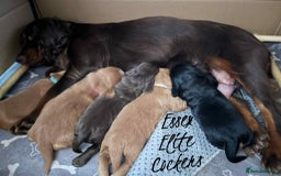 Cocker Spaniel dogs for sale: Cocker Spaniel Red Boy - Advert 5