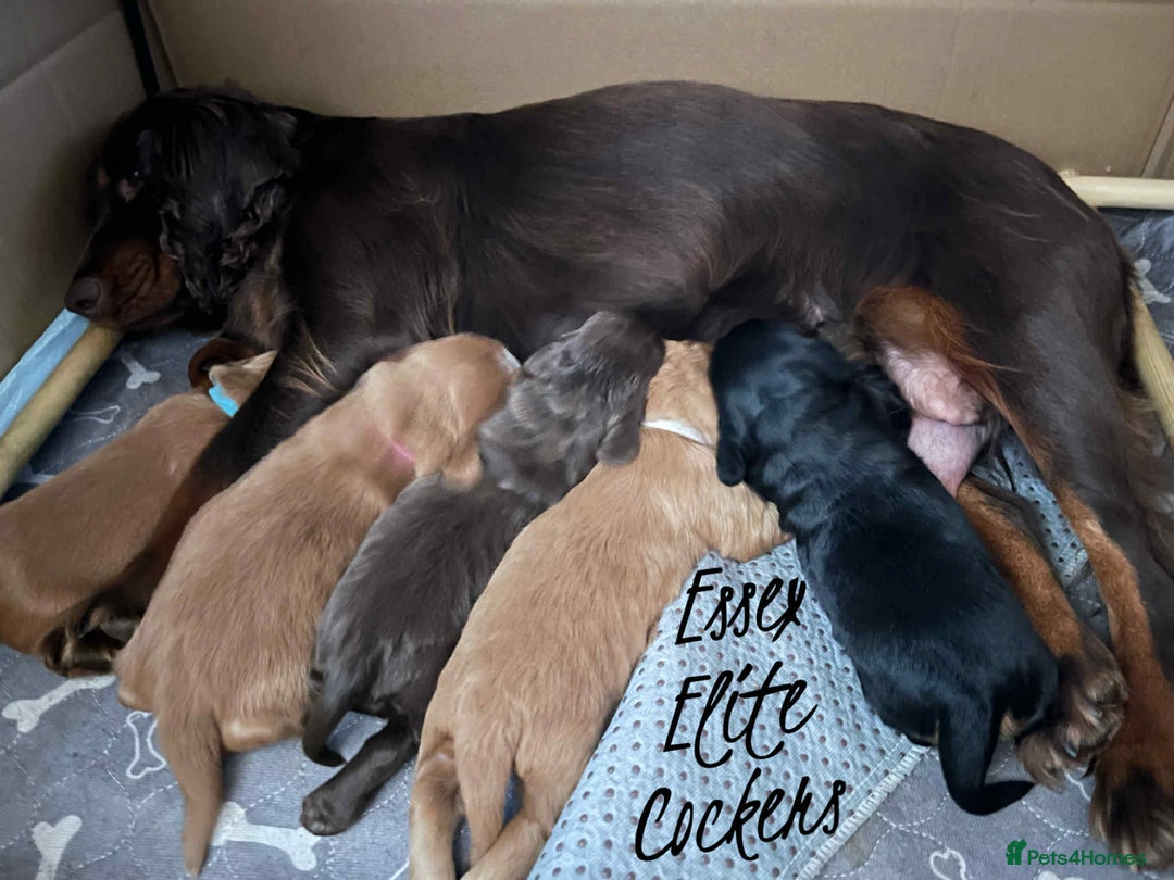 Cocker Spaniel dogs for sale: Cocker Spaniel Red Boy - Advert 5