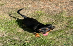 Cavapoo dogs for sale: Cavapoo rare black &tan health tested  - Image 16