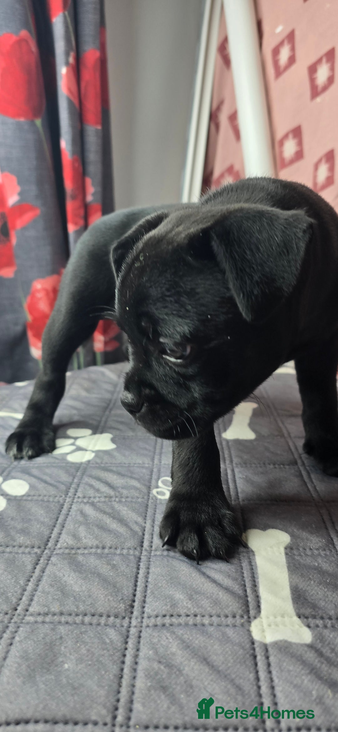 Staffordshire Bull Terrier dogs for sale: Champion bloodlines kc stafford  pups  - Advert 20