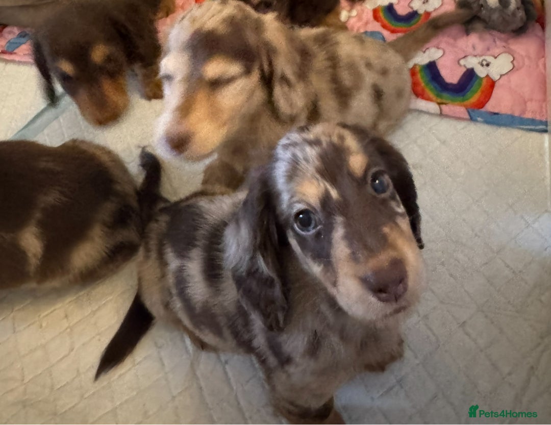 Miniature Dachshund dogs for sale: Miniature Long Haired Dachshund **Last Boy** in Saint Helens - Image 29