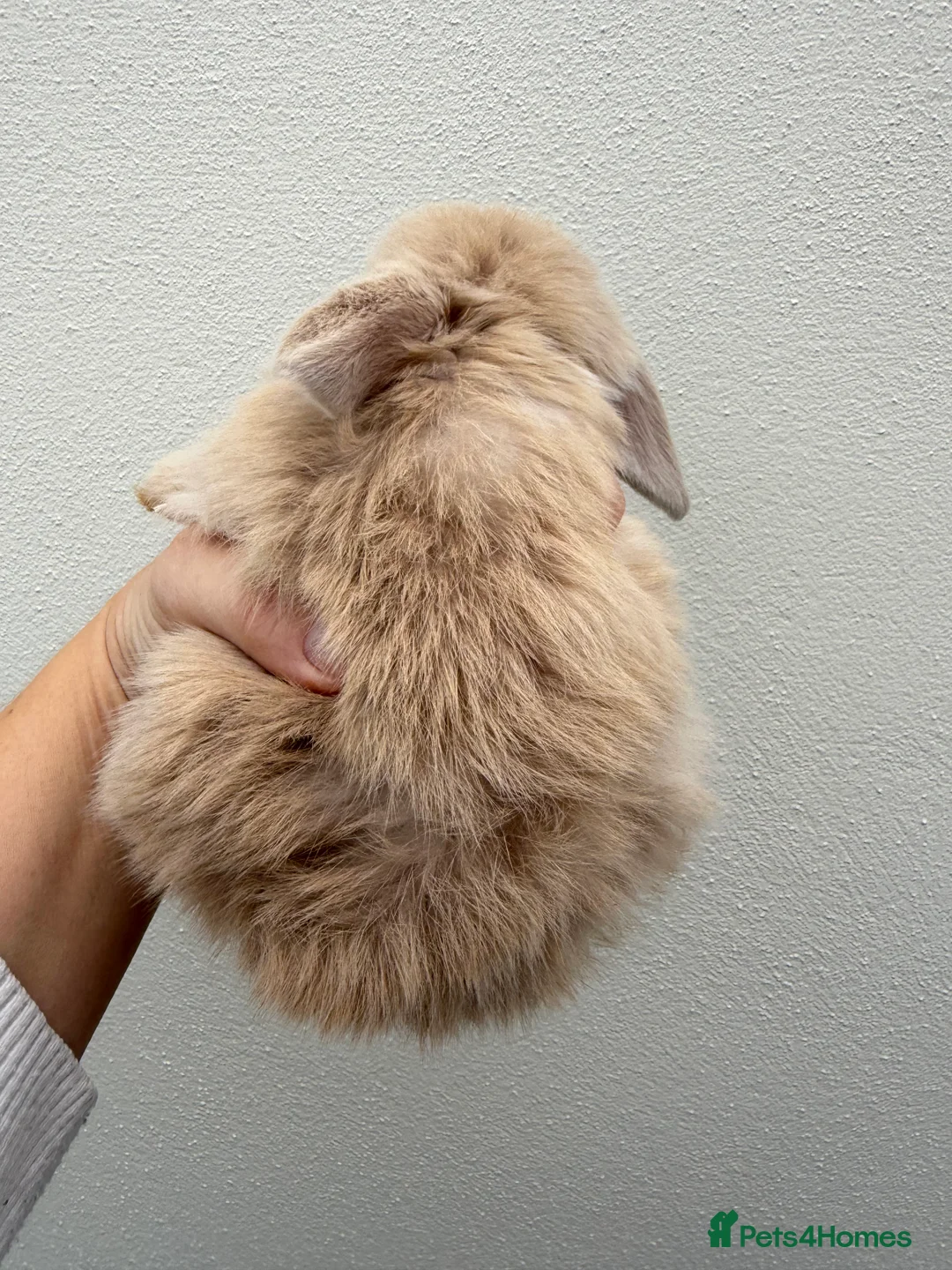 Mini Lop rabbits for sale: Purebred Minilops available to reserve - Advert 2