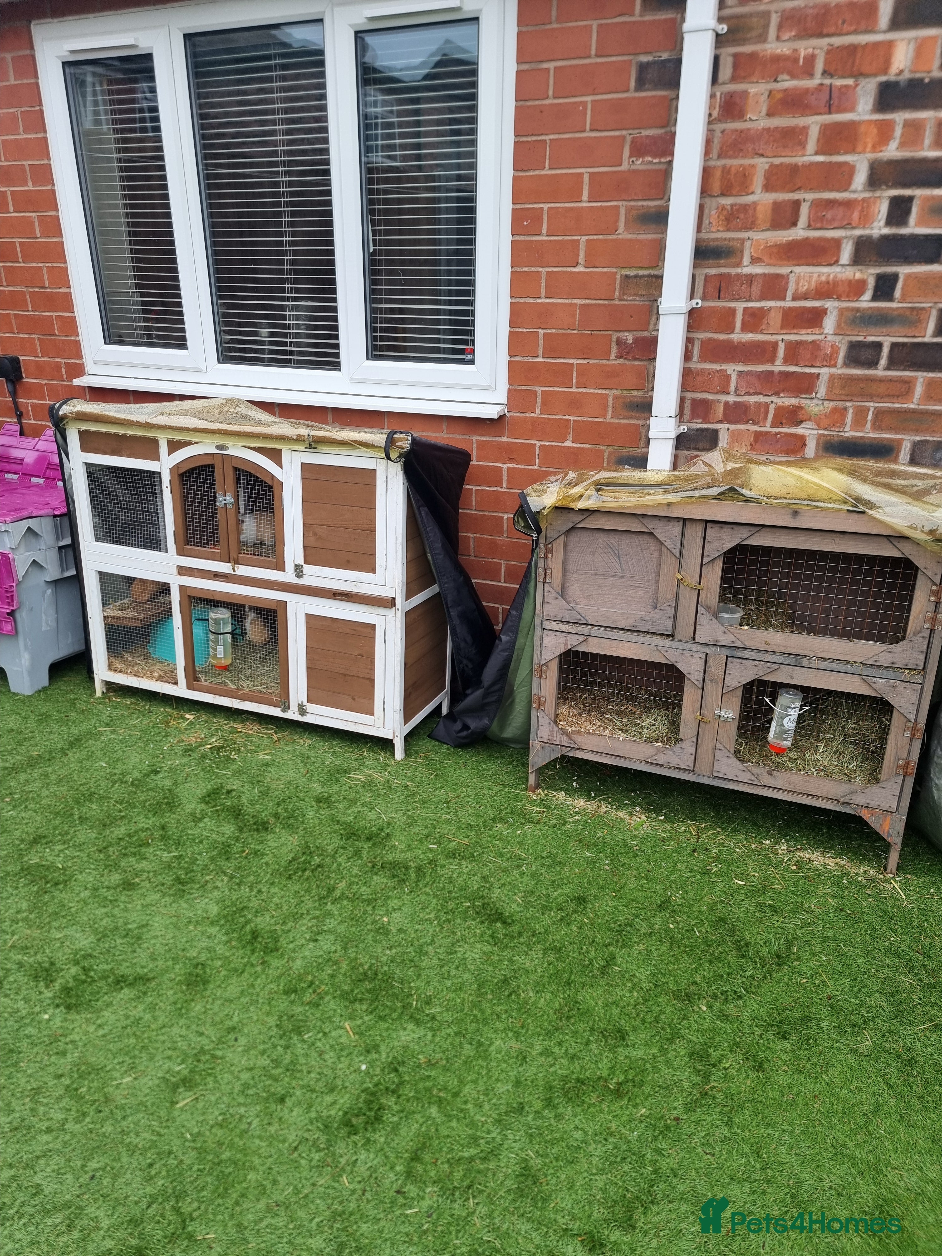 Guinea Pig rodents 2 x 2 tier guineapig/rabbit hutches  - Advert 13