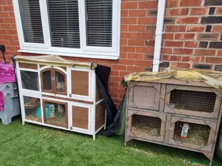 Guinea Pig rodents 2 x 2 tier guineapig/rabbit hutches - Advert 13