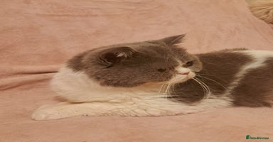 British Shorthair cats - Advert 14