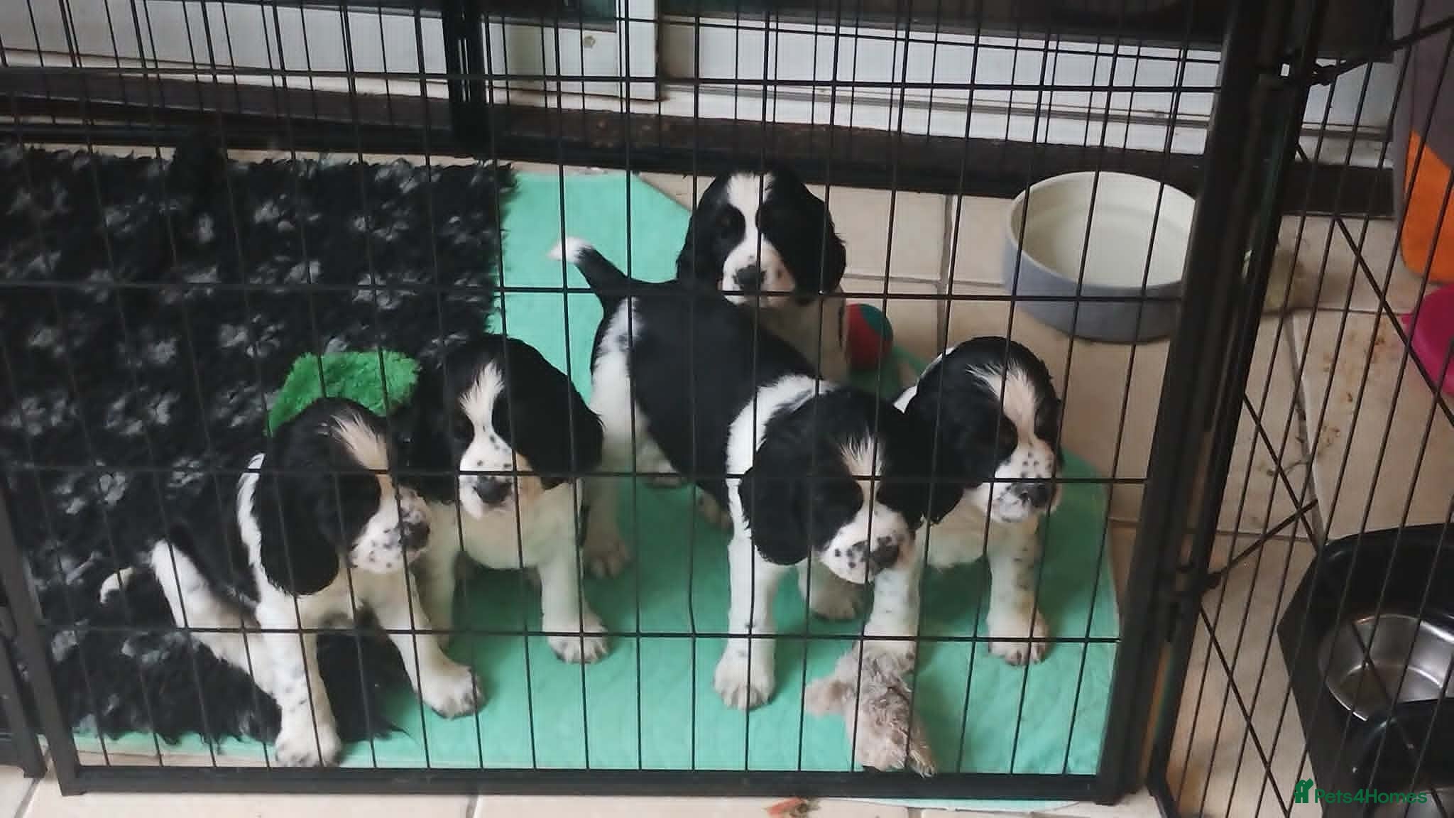 English Springer Spaniel dogs KC Registered Show Type English Springer Spaniels - Advert 10