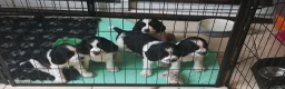 English Springer Spaniel dogs for sale: KC Registered Show Type English Springer Spaniels in Buntingford - Advert 1