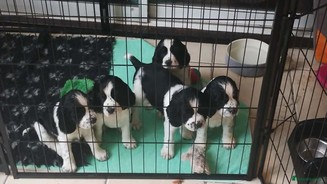 English Springer Spaniel dogs for sale: KC Registered Show Type English Springer Spaniels in Buntingford - Advert 1
