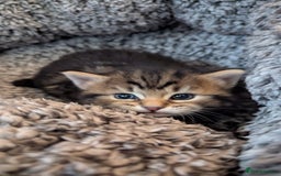 Mixed Breed cats for sale: 4 adorable Ragdoll/Tabby mix kittens - Image 12