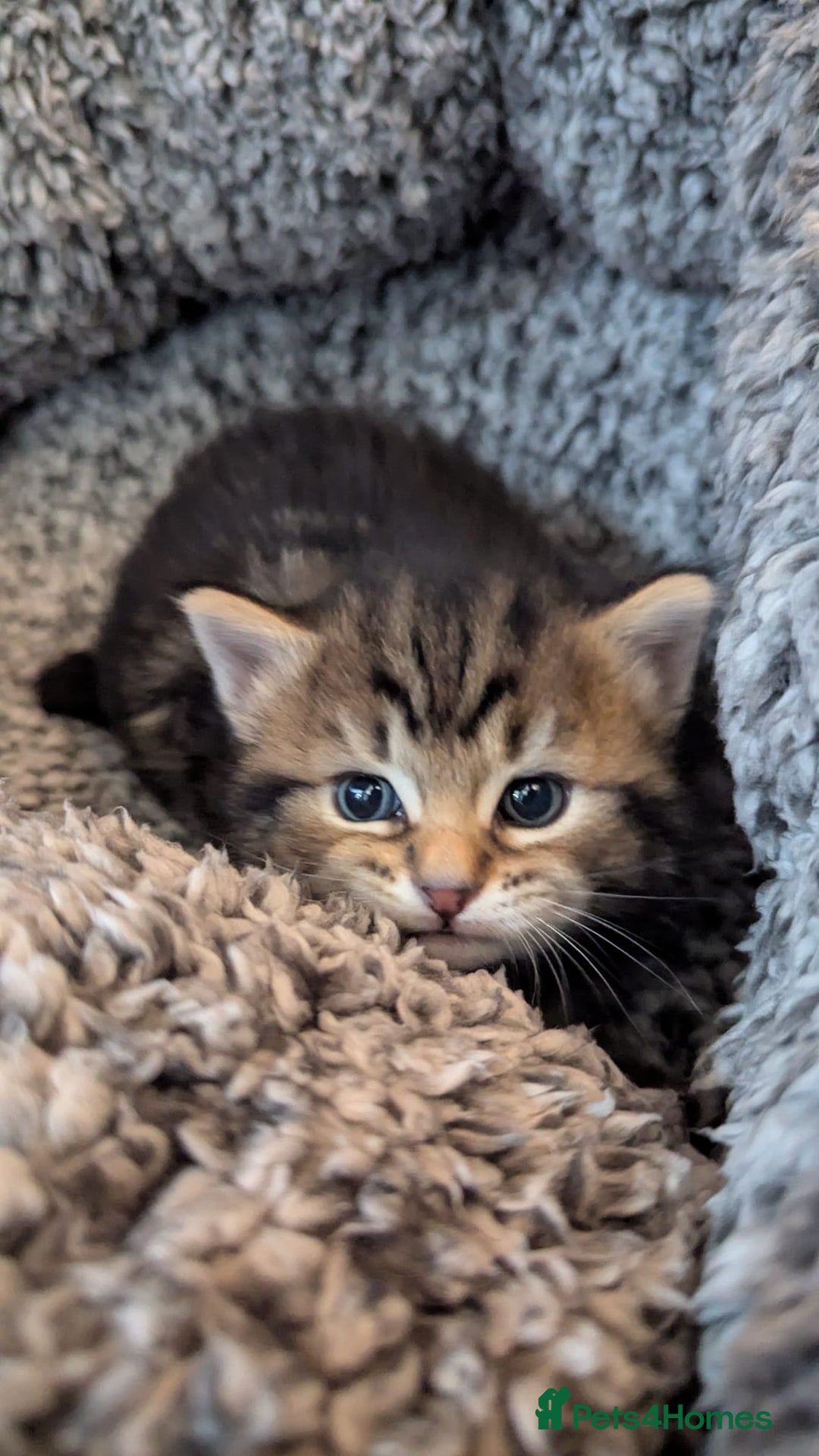 Mixed Breed cats for sale: 4 adorable Ragdoll/Tabby mix kittens - Image 12