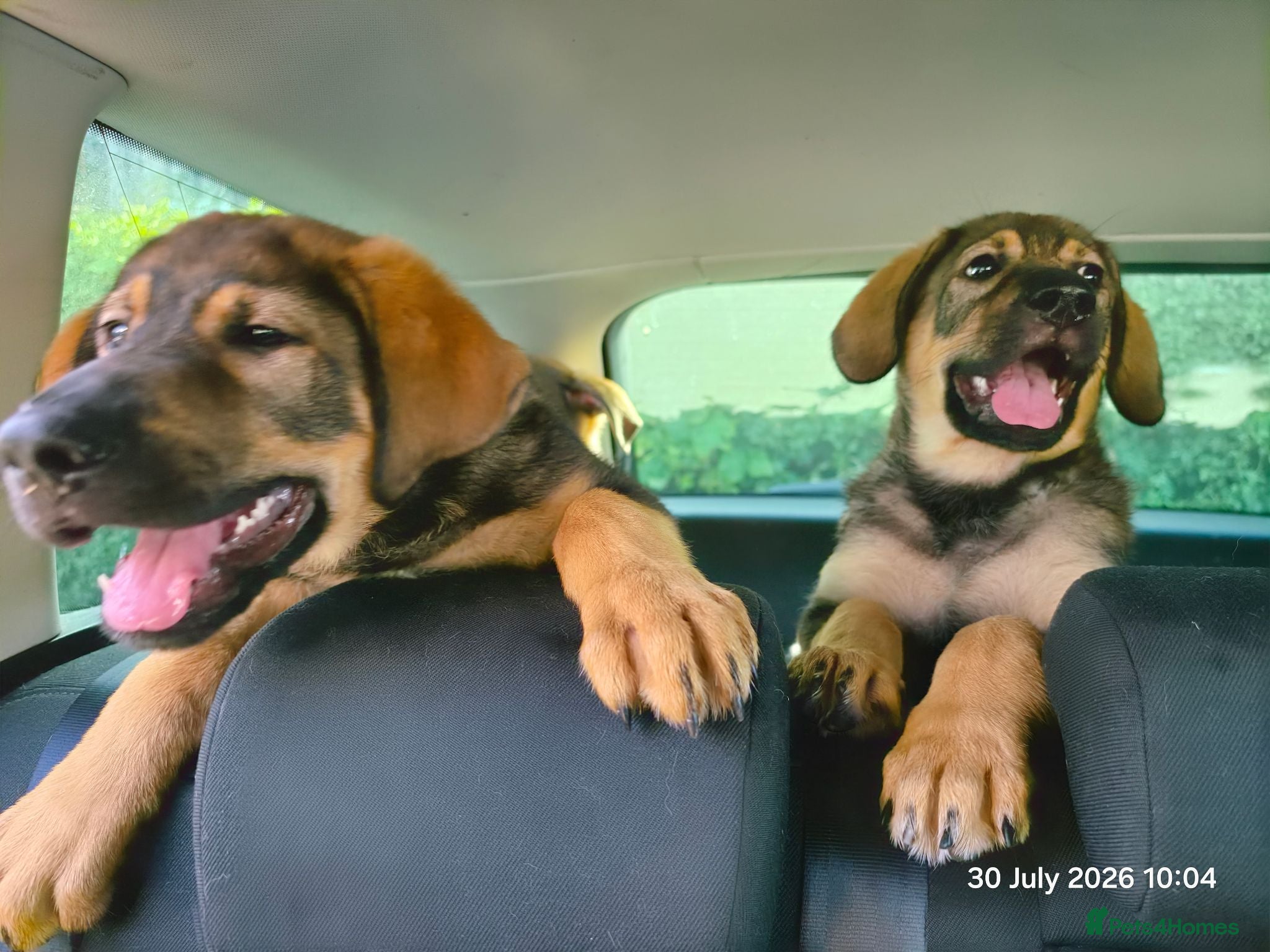 Mixed Breed dogs Stunning German Shepherd,Australian Kelpie Puppies - Advert 1