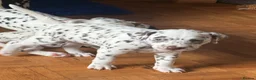 Dalmatian dogs for sale: 6 Dalmatian Puppies for Sale  in Heathfield - Advert 20