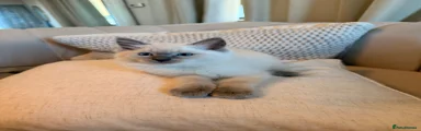 Ragdoll Kitten 1