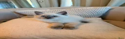 Ragdoll cats for sale: 🐾 Beautiful Ragdoll Kittens - Stunning example - Advert 11