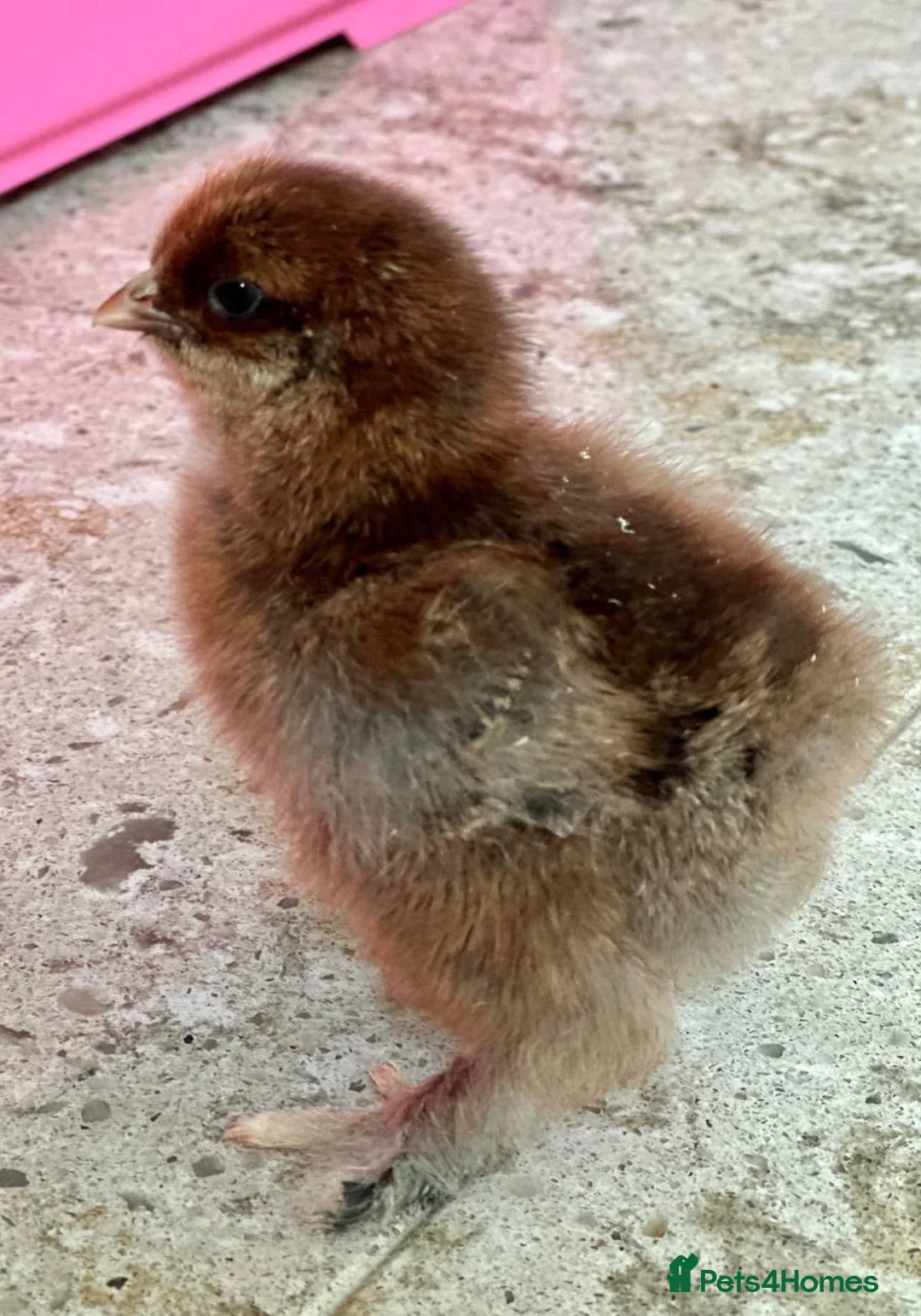 Chickens poultry for sale: LF Brahma Chicks in Darlington - Advert 2