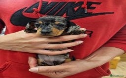 Miniature Dachshund dogs for sale: KC Registered Miniature Dachshund Puppies - Image 38