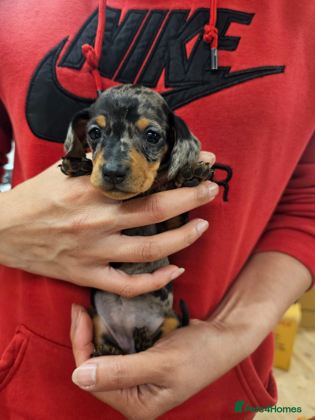 Miniature Dachshund dogs for sale: KC Registered Miniature Dachshund Puppies - Image 38