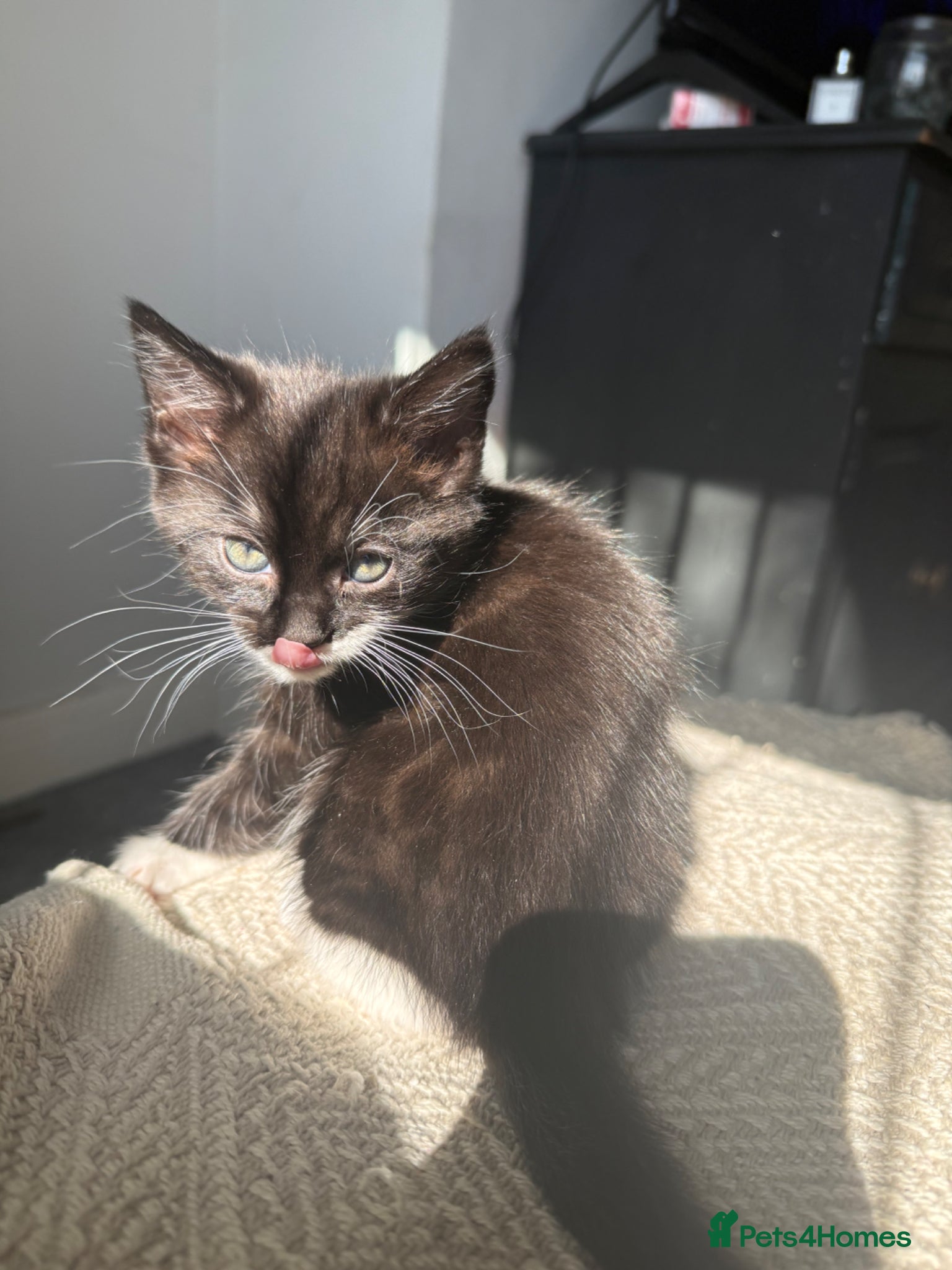 Domestic Shorthair cats 3 Girl Kittens Available  - Advert 7