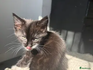 Domestic Shorthair cats 3 Girl Kittens Available - Advert 7