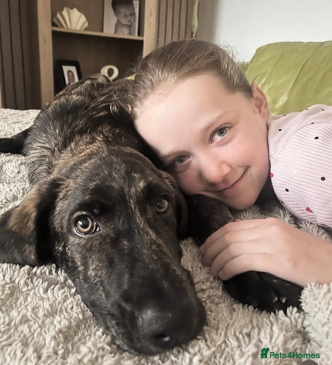 Mixed Breed dogs for sale: Kaizou  - Image 4