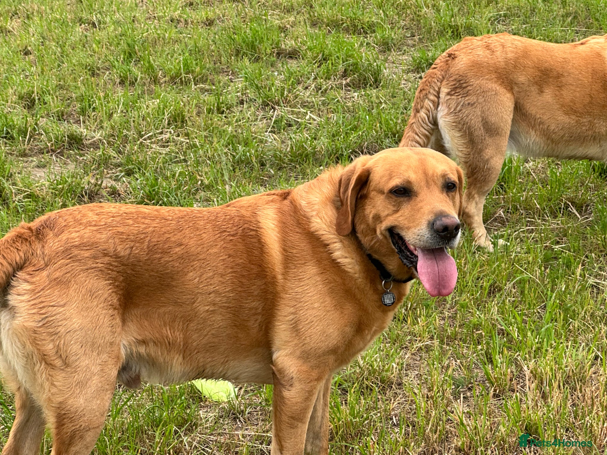 Labrador Retriever dogs 🐾🐾🦴Loving boy for Stud🦴🐾🐾 - Advert 7