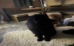 Chow Chow dogs for sale: Beautiful chow chow black girl - Image 6