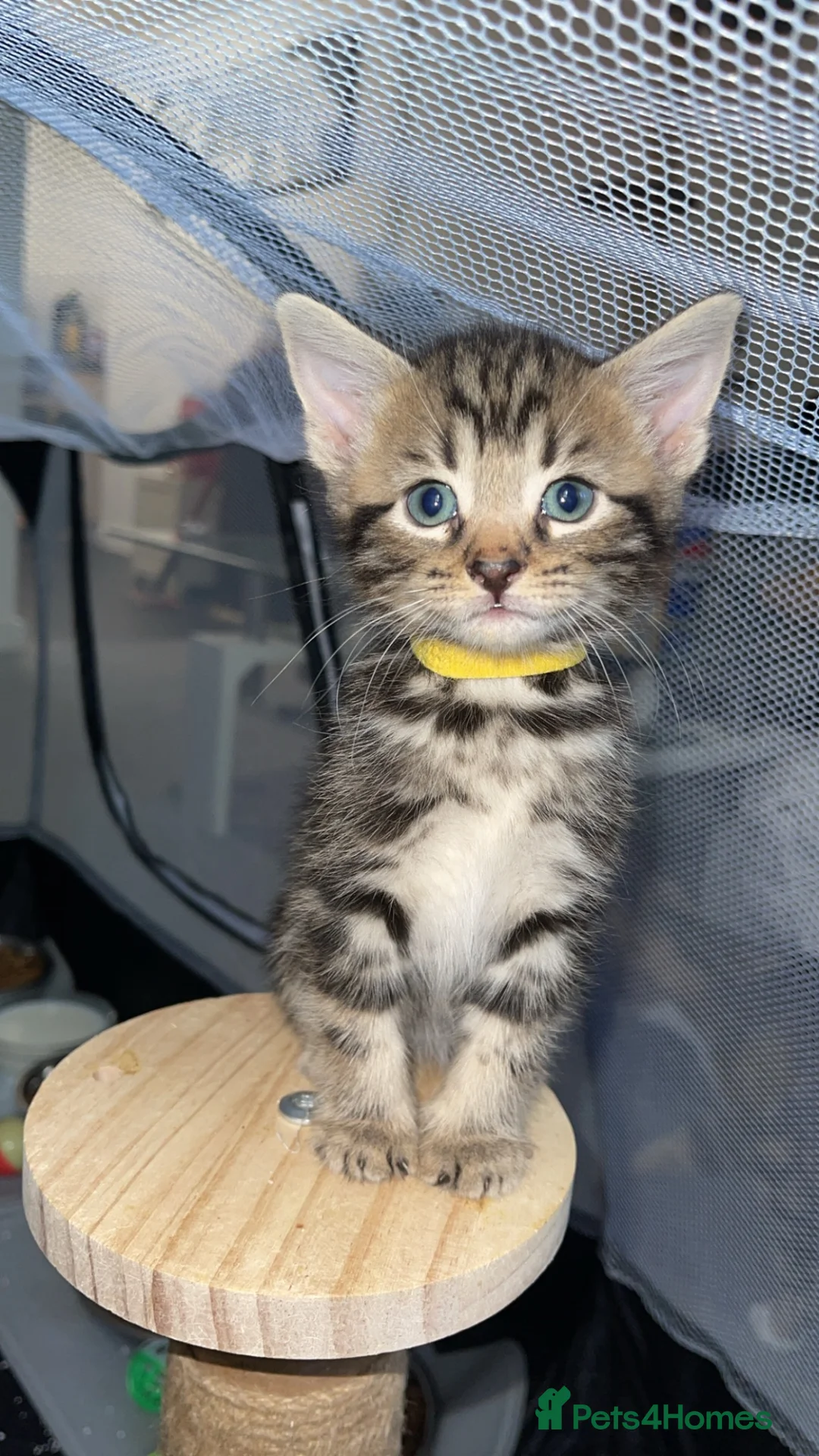 Mixed Breed cats for sale: Beautiful kittens for sale!  - Advert 39
