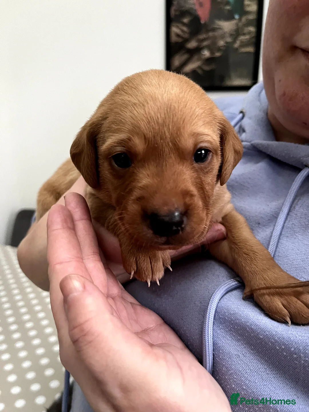 Labrador Retriever dogs for stud:  KC Registered Fox Red Labrador Retriever for stud in Doncaster - Advert 13